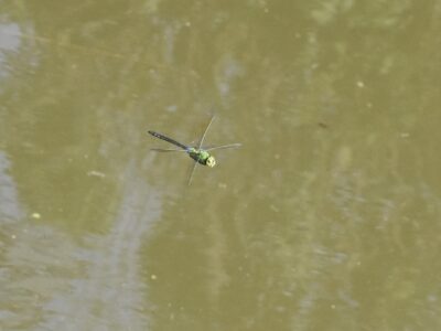 縄張りの水面上を飛翔するオス