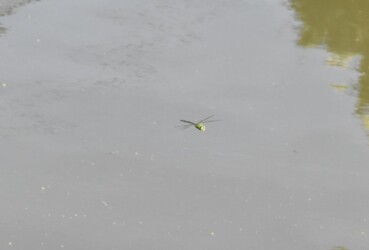 縄張りの水面上を飛翔するオス