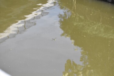 縄張りの水面上を飛翔するオス