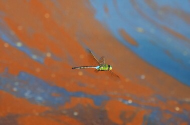 縄張りの水面上を飛翔するオス