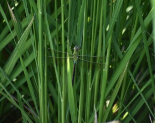 イネにとまるオス