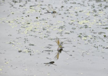 縄張りで産卵する連結態を伺うオス