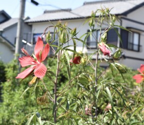 モミジアオイの花