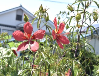 モミジアオイの花