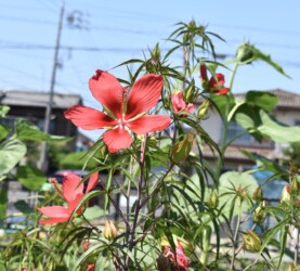 モミジアオイの花