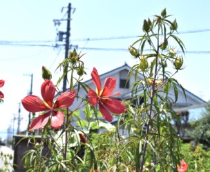 モミジアオイの花
