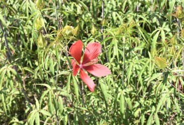 モミジアオイの花