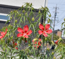 モミジアオイの花