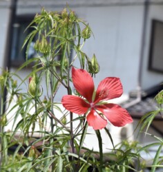 モミジアオイの花