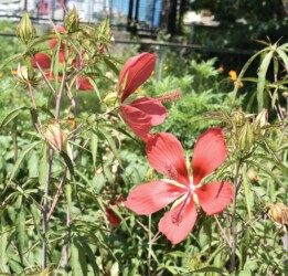 モミジアオイの花