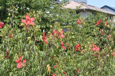 群生して咲くモミジアオイ