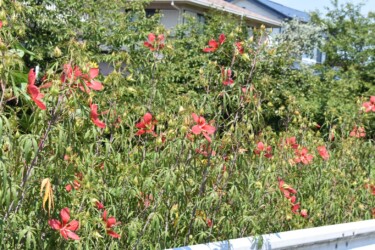 群生して咲くモミジアオイ