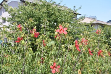 群生して咲くモミジアオイ