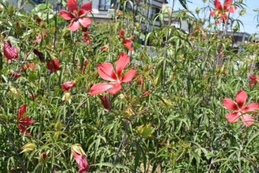 群生して咲くモミジアオイ