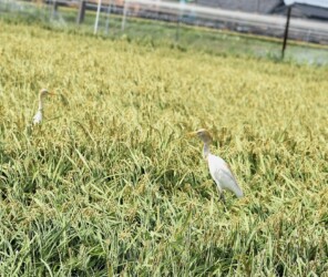 エサを探すアマサギ