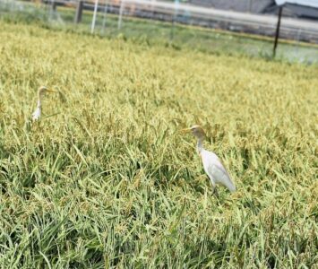エサを探すアマサギ