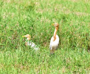 エサを探すアマサギ