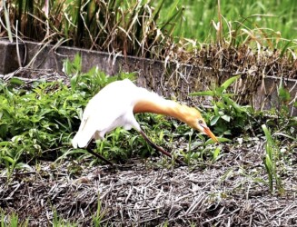 エサを探すアマサギ