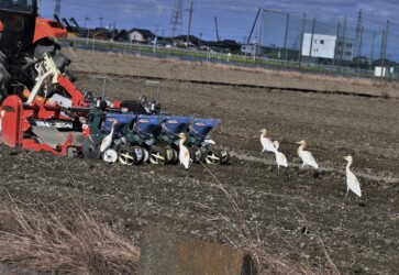 種まき機の後を追いかける