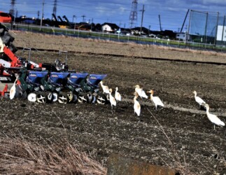 種まき機の後を追いかける