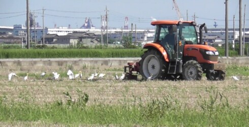 耕運機の後を追いかける