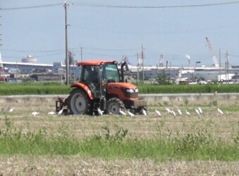 耕運機の後を追いかける