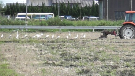 耕運機の後を追いかける