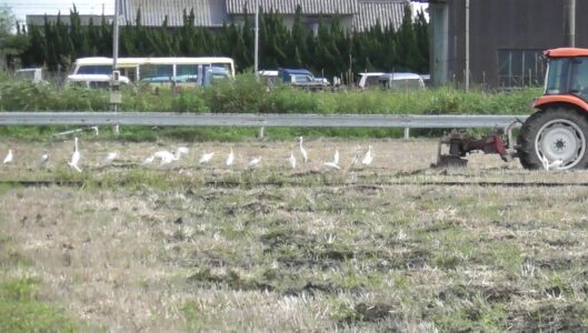 耕運機の後を追いかける