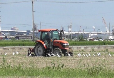 耕運機の後を追いかける