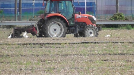 耕運機の後を追いかける