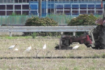 耕運機の後を追いかける