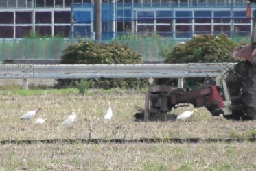 耕運機の後を追いかける