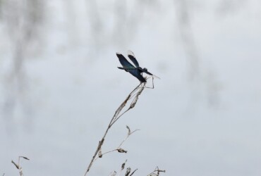 オス