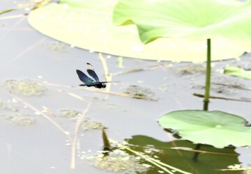 オス