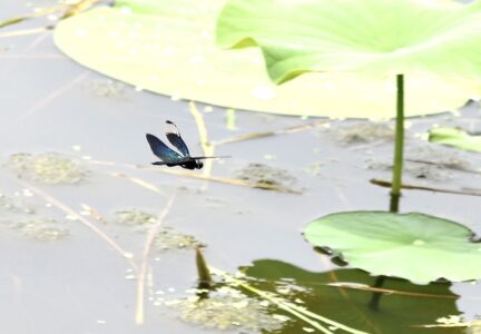 オス
