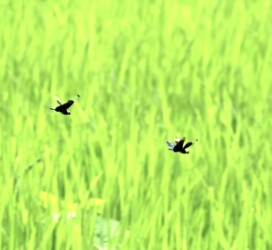 せめぎ合うオス