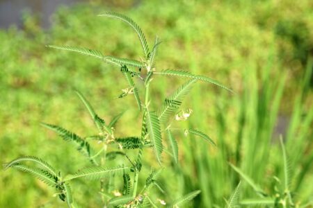 クサネムの花