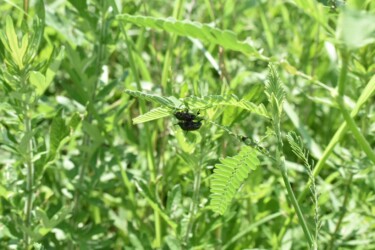 クサネムにとまるコガネムシ