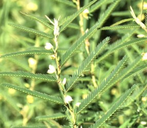 カワラケツメイ