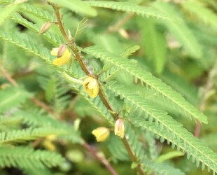 カワラケツメイ