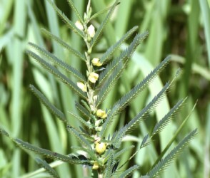 カワラケツメイ