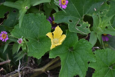 トウガンの花