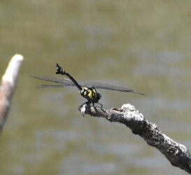タイワンウチワヤンマ?