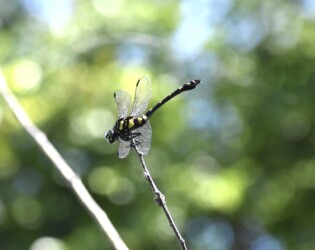 タイワンウチワヤンマ