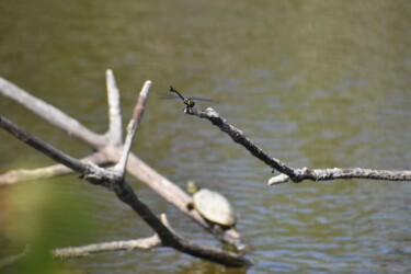 タイワンウチワヤンマ?