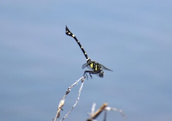 タイワンウチワヤンマ?
