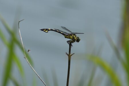 ウチワヤンマ