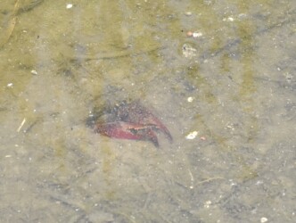 穴から顔出すアメリカザリガニ