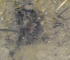 穴から顔出すアメリカザリガニ