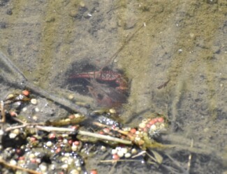 穴から顔出すアメリカザリガニ